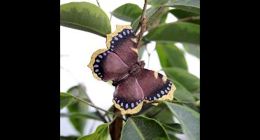 Vlindermagneet rouwmantel