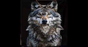 Fleece deken - wolf - flanel - plaid - 130 x 150 cm