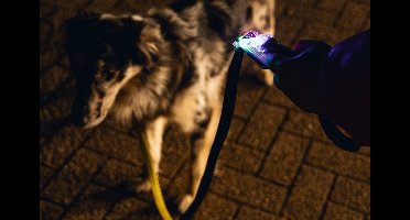 Beeztees Safety Gear Parinca Premium - Hondenriem - LED - Nylon - Geel - 150X2 cm