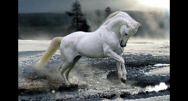 Paard poster - rivier - sneeuw - 61 x 91.5 cm