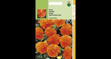 Hortitops Viool Oranjezon
