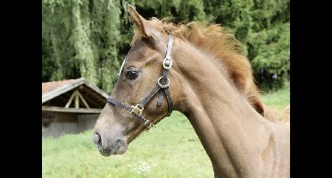 Kerbl Veulenhalster Leder Bruin