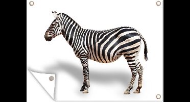 Tuin decoratie Zebra van de zijkant op witte achtergrond - 40x30 cm - Tuindoek