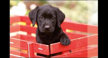 Kangaro bureau onderlegger - 38x58cm - Labrador zwart - antislip - met insteekvakken - K-0014D105