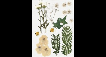 Creativ Company Gedroogde Bloemen en Bladeren 19 stuks Off-White