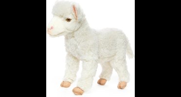 Lam wit staand, Hansa