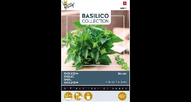 Buzzy - Basilicum Bascuro