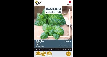 Basilico a foglia di lattuga