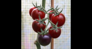 Tomaten zaden - Cherrytomaat Dancing with Smurfs