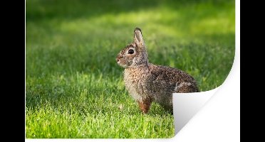 Muurstickers - Sticker Folie - Konijn - Gras - Dier - 30x20 cm - Plakfolie - Muurstickers Kinderkamer - Zelfklevend Behang - Zelfklevend behangpapier - Stickerfolie
