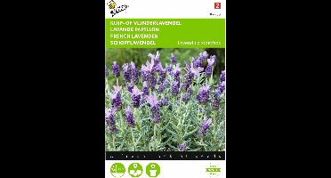 2 stuks - Buzzy - Lavendula stoechas, Kuif of Vlinderlavendel