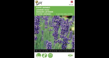 Buzzy zaden - Echte Lavendel (Lavandula angustifolia) - 2 stuks