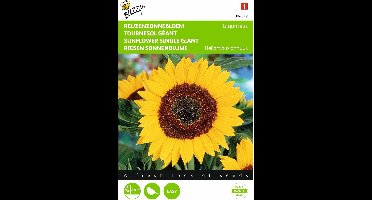 2 stuks - Buzzy - Helianthus annuus uniflorus giganteus