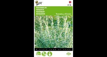 2 stuks Rozemarijn (Rosmarinus officinalis)