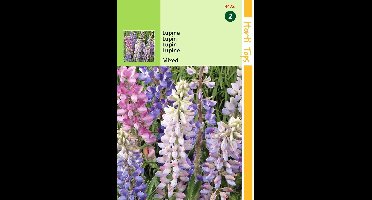 2 stuks Lupinus Hartwegii Kleurenmengsel