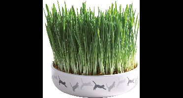 Trixie kattengraszaad 50gr in keramiek