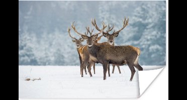 Poster Hert - Dieren - Sneeuw - Winter - Landschap - Natuur - 30x20 cm