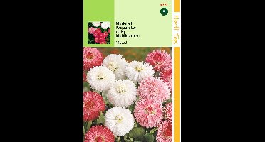 2 stuks - Hortitops - Bellis Perennis Monstrosa Gemengd