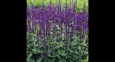12 x Salie Caradonna Paars|Blauw - Tuinplanten Winterhard - Salvia nemorosa 'Caradonna' in 9x9cm pot met hoogte 0-10cm