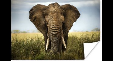 Poster Olifant - Natuur - Gras - Dieren - Landschap - 30x20 cm
