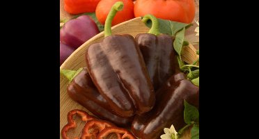 BIO paprika zaden - Paprika Chocolat