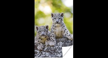 Poster Luipaard - Welpen - Stenen - 20x30 cm