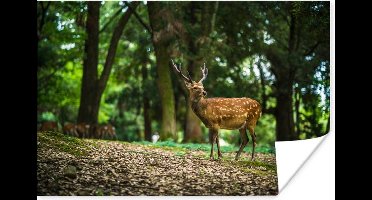 Poster Hert - Bos - Dier - 30x20 cm
