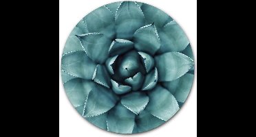 Wandcirkel Agave Plant - WallCatcher | Acrylglas 80 cm | Muurcirkel Cactus