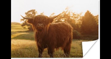 Poster Schotse hooglander - Gras - Zon - 30x20 cm