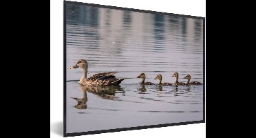 PosterMonkey - Poster - Fotolijst - Eend - Water - Vogel - 40x30 cm - Poster eend - Poster natuur - Foto lijst - Poster kader - Frame - Posterlijst