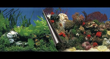 Ebi Foto Achterwand Stone+Coral