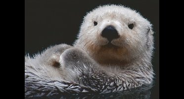 Ravensburger puzzel Schattige kleine otter - Legpuzzel - 500 stukjes
