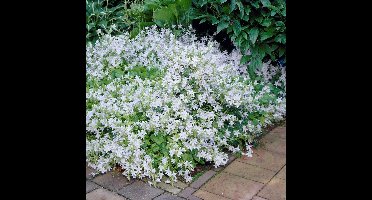 25 x Witte Klokjesbloem EH Frost - Wintergroene Bodembedekker - Campanula 'EH Frost' in 9x9cm pot met hoogte 5-10cm