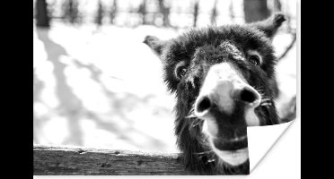 Poster Nieuwsgierige ezel - zwart wit - 30x20 cm