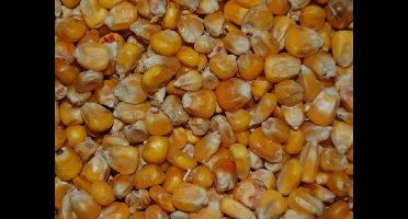 Wielink Gele mais Frans 20 kg