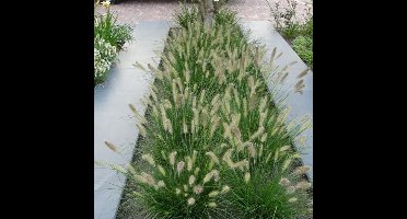 8 x Laag Lampenpoetsersgras Litte Bunny XL - Winterhard Siergras - Pennisetum 'Little Bunny' in C2(liter) pot met hoogte 10-20cm