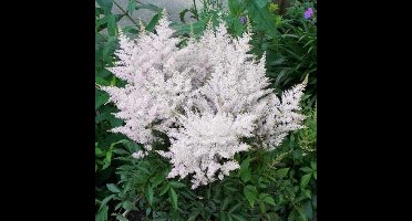 25 x Spirea Wit Bloeiend - Winterharde Tuinplant - Astilbe Astary White in 9x9cm pot met hoogte 0-10cm