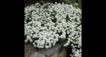 50 x Scheefkelk of Scheefbloem Wit - Bodembedekker Wintergroen - Iberis sempervirens in 9x9cm pot met hoogte 5-10cm