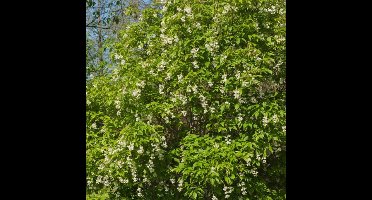 Plants Online BV - Planten - Tuinplanten - Heesters - Set van 1 - Staphylea colchica 125- 150cm KL