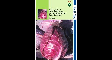 Hortitops zaden - Rode Spitskool Kalibos 1 gram