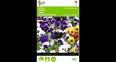 2 stuks - Buzzy - Viola wittrockiana Zwitserse Reuzen Bloemistenmen...