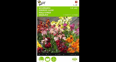 2 stuks - Buzzy - Cheiranthus cheirii Fair Lady Gemengd