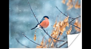 Poster Sneeuw - Vogel - Dier - 30x20 cm