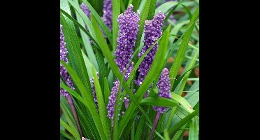 4 x Leliegras Big Blue XL - Wintergroen Siergras - Vaste Planten - Siergrassen Winterhard - Liriope muscari Big Blue in C2(liter) pot met hoogte 10-30cm