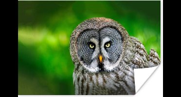 Poster Vogel - Uil - Dieren - Bruin - Portret - 30x20 cm