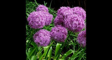 8 x Sierui Globemaster XXL Paars - Bloembol in Pot - Voorjaarsbloeier - Allium 'Globemaster' in C4(liter) pot met hoogte 0-50cm
