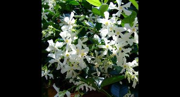 16 x Toscaanse Jasmijn Wit - Geurende Sterjasmijn - Klimplant Wintergroen - Trachelospermum jasminoides in C2(liter) pot met hoogte 50-60cm