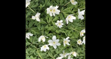 12 x Bosanemoon Wit - Voorjaarsbloeier Vaste Plant Winterhard - Anemone nemorosa in 9x9 pot met hoogte 0-10cm