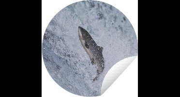 Tuincirkel Springende zalm Dalingen van Beken - 90x90 cm - Ronde Tuinposter - Buiten