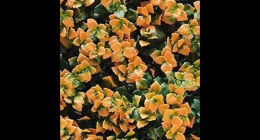 Buitengewoon de boet - Kunstplanten mat 50x50 cm pachysandra oranje